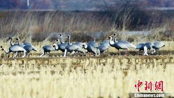 白枕鹤被爆料的视频在线观看,揭秘其神秘生活瞬间  第2张